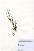 藏品(束生剛毛藻)的圖片